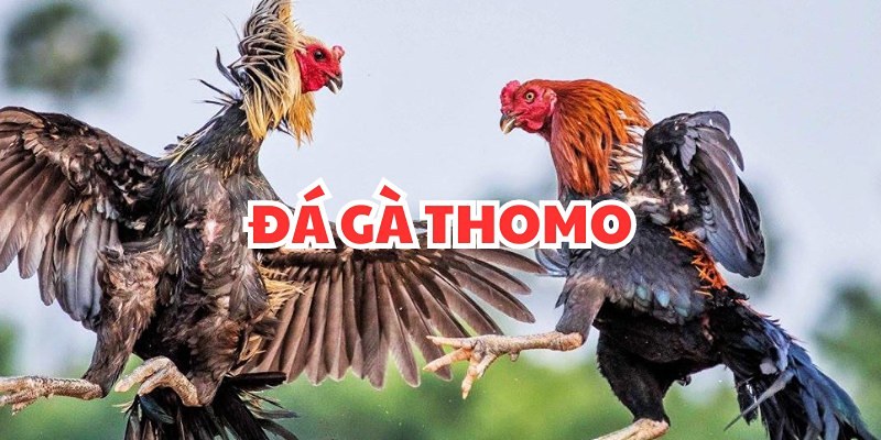 đá gà thomo